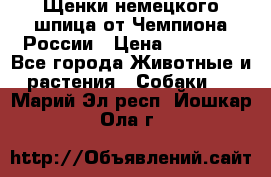 Щенки немецкого шпица от Чемпиона России › Цена ­ 50 000 - Все города Животные и растения » Собаки   . Марий Эл респ.,Йошкар-Ола г.